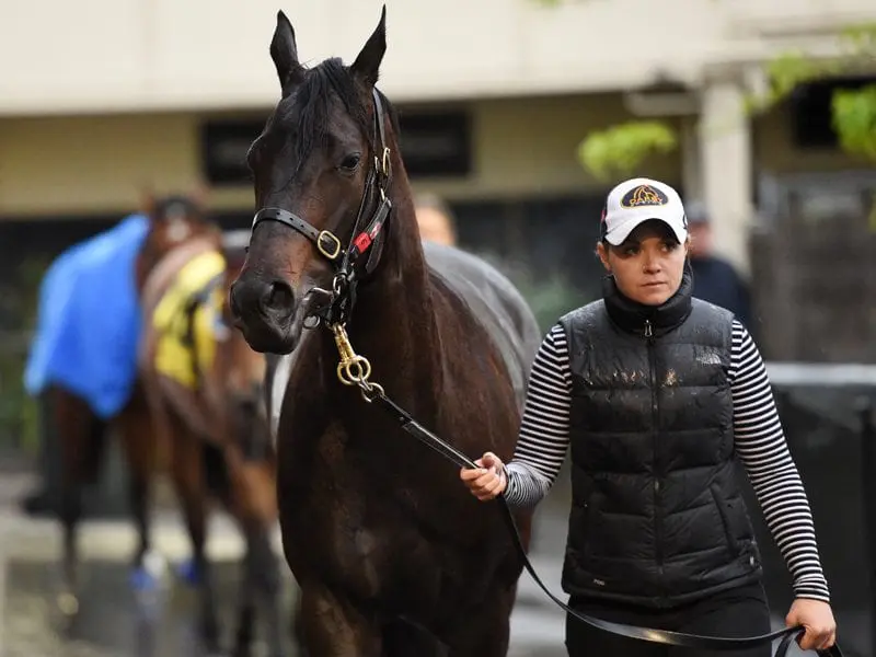 Yankee Rose Yankee Rose Horse