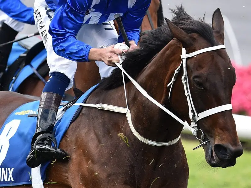 Winx Horse Winx back in work