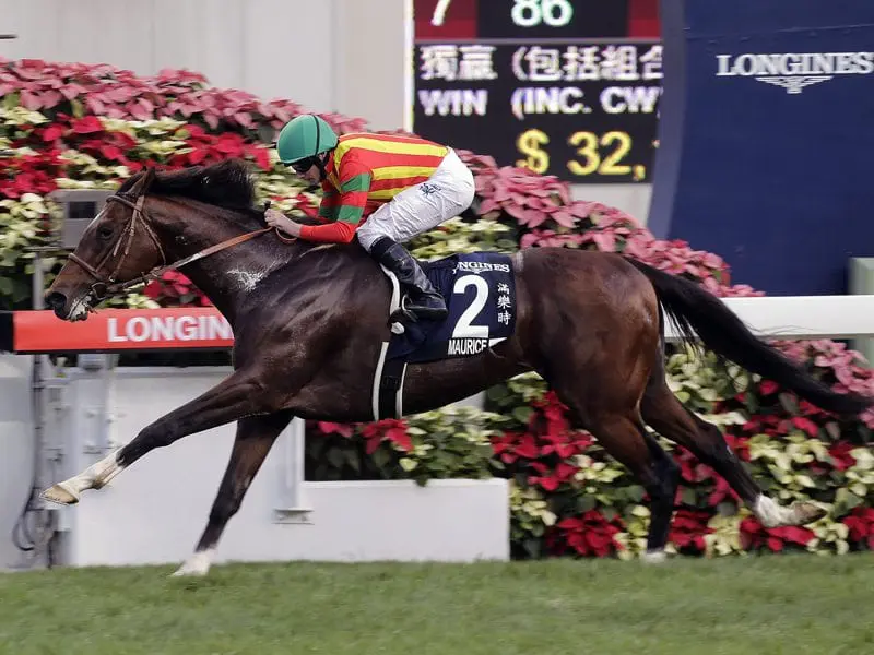 Japanese champion Maurice at the Hong Kong Cup in December 2016