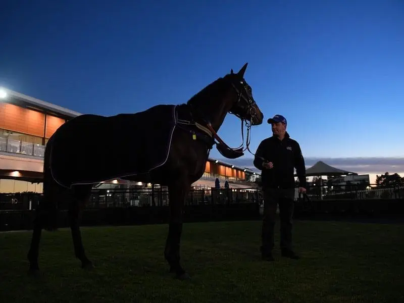 chamion winx after trackwork