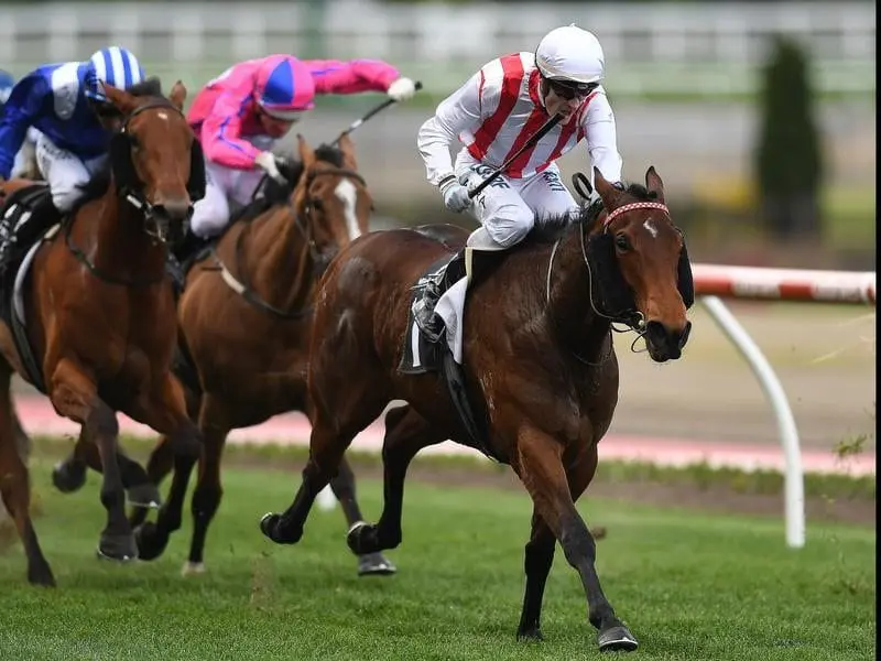 The unbeaten Shoals will put her Thousand Guineas hopes on the line when she runs in the Prelude . Shoals