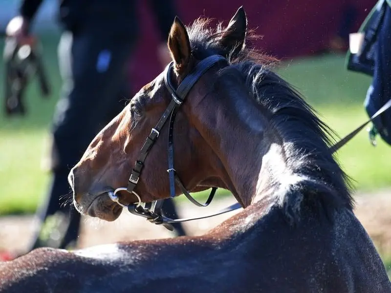 Marmelo is seen at Werribee racecourse in Melbourne