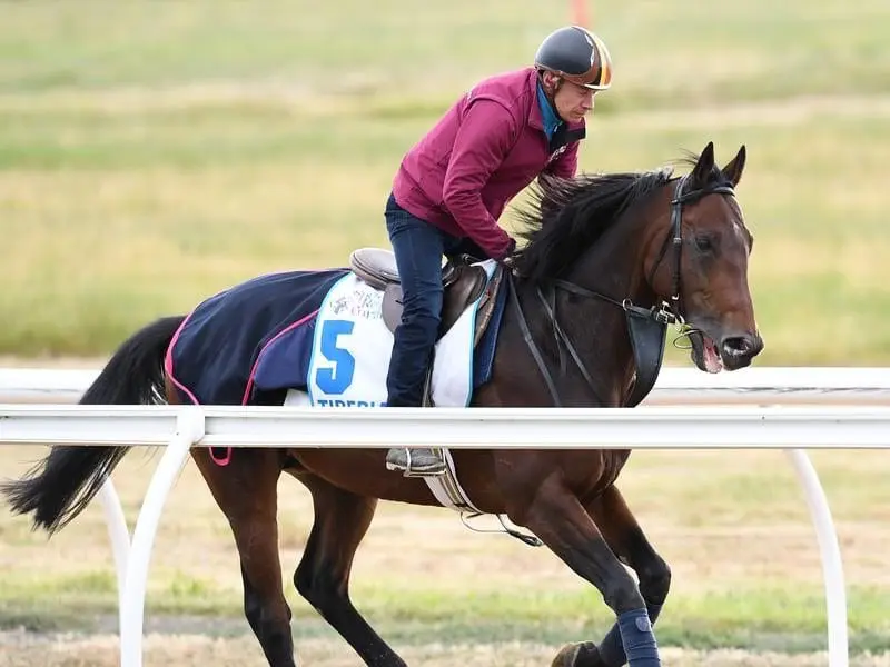 Tiberian during track work at Werribee Racecourse