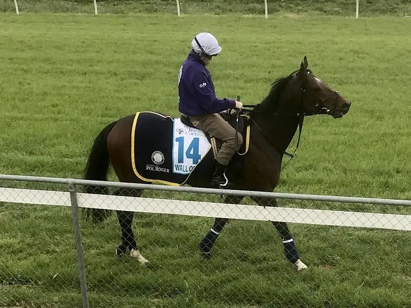 Jockey Craig Williams rides Wall Of Fire during trackwork