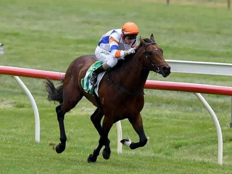 Jockey Andrew Mallyon riding Vinland to victory at Bendigo