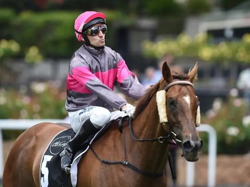 Royal Applause after winning at Moonee Valley.