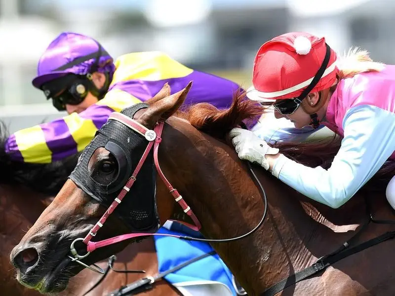 Aqua Vite (centre) is racing in great form after a bout with serious illness. aqua vite