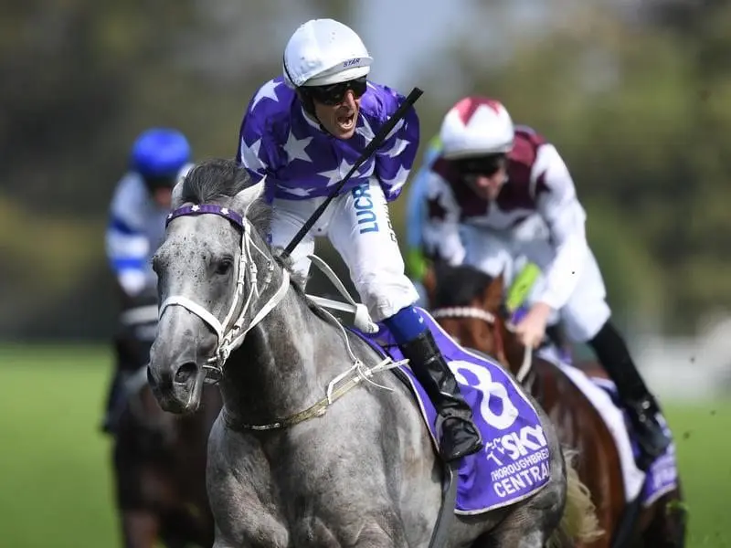 Rosehill Guineas winner D'Argento will run in the Doncaster Mile not the ATC Australian Derby. d'argento
