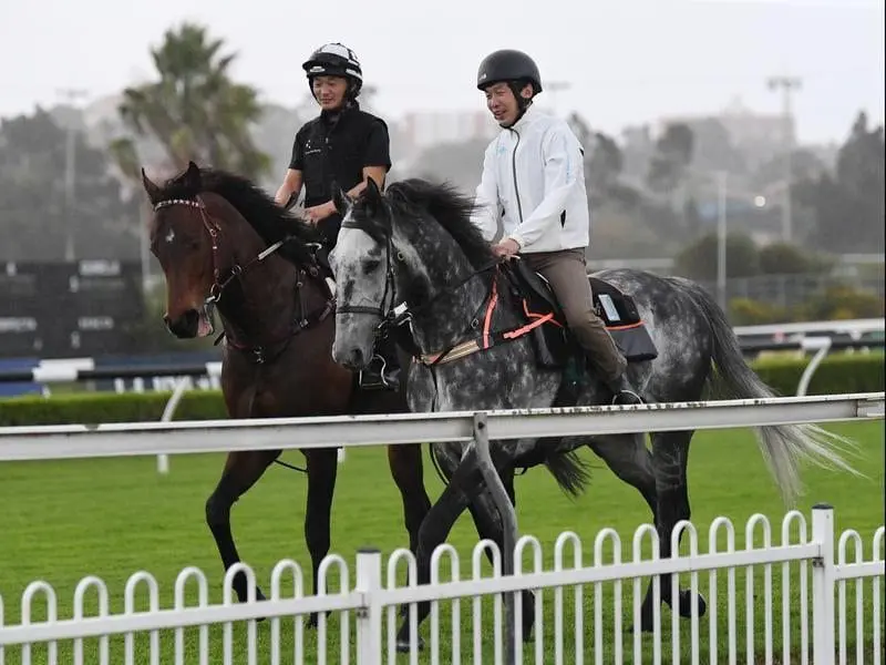 Japanese stayer Prestwick (right) has landed in Australia to run in the $2 million Sydney Cup. Japanese stayer Prestwick (right) at Canterbury.