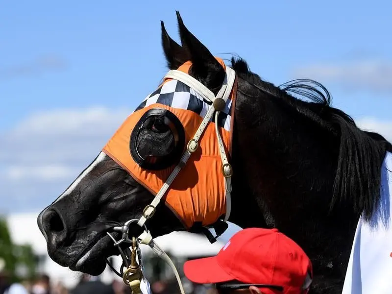 Victoria Derby hero Ace High is peaking for the Rosehill Guineas, according to trainer David Payne. Ace High after winning the Victoria Derby.