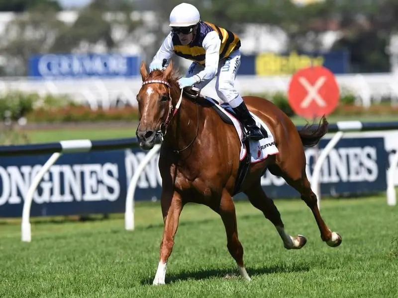 The Darren Weit-trained Gailo Chop will try to secure the Ranvet/Tancred G1 double at Rosehill. gailo chop