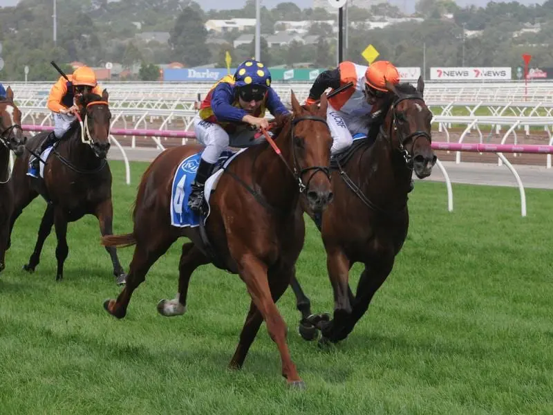 Craig Williams will have his first race ride on Nature Strip (left) at Caulfield. craig williams