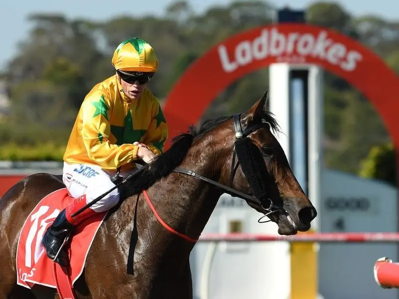 Trainer Wendy Kelly is certain Vitani has a genuine future as a stayer after winning at Sandown. Vitani.