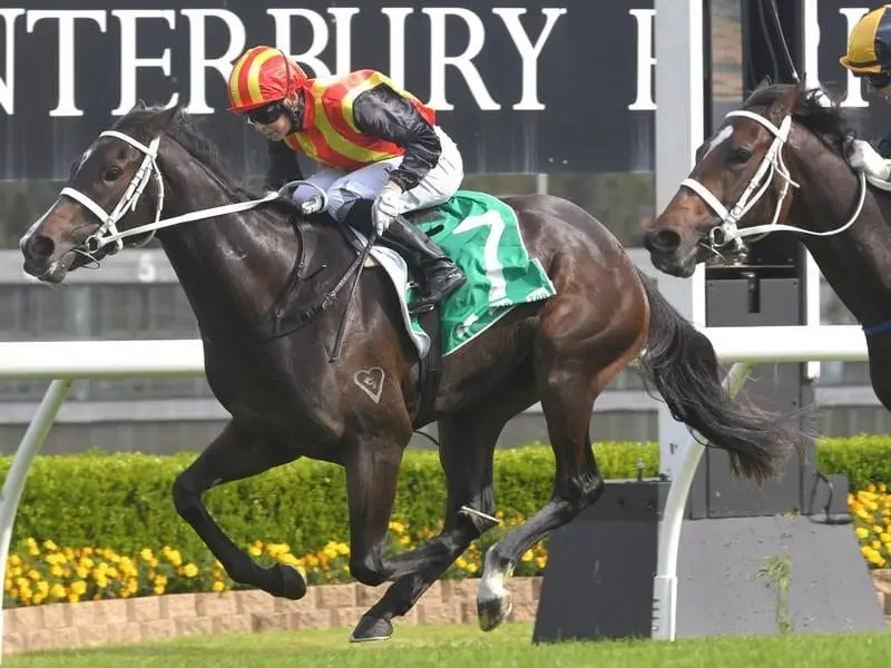 Ms Rodarte has beaten stablemate Press Box carrying the silks of Japanese breeder Katsumi Yoshida. Ms Rodarte wins at Canterbury.