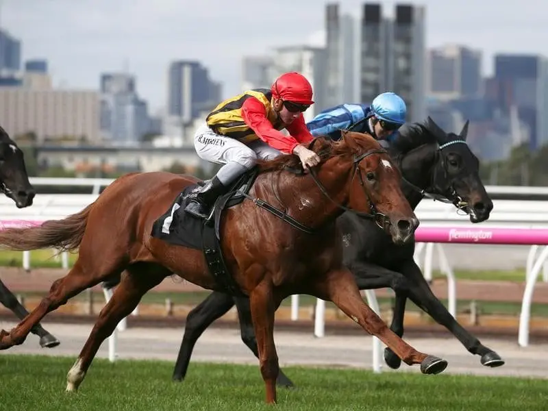 Vassilator is likely to be spelled and set for the Caulfield Guineas after winning at Flemington. Vassilator wins at Flemington