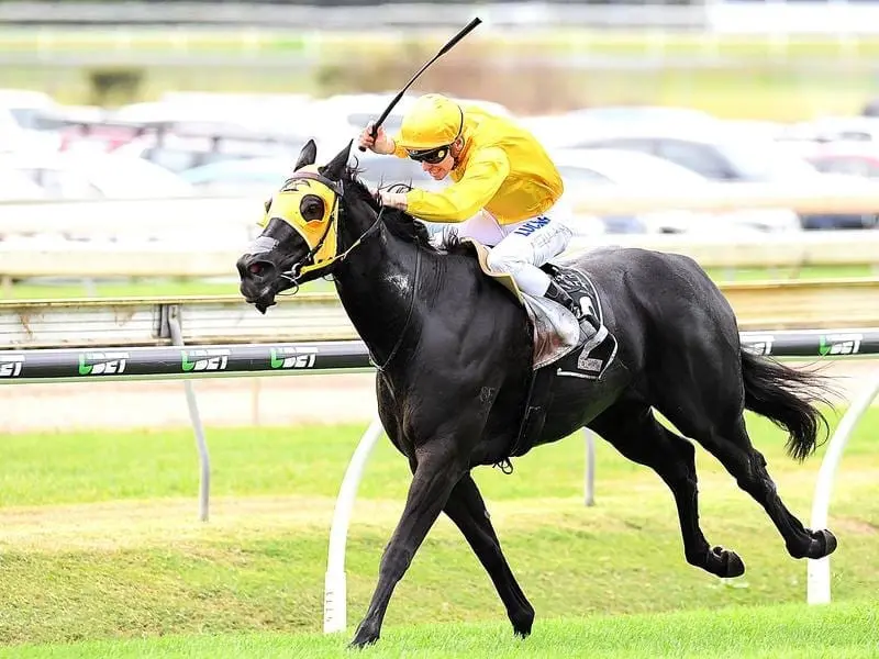 Multiple stakes winner Savanna Amour will embark on a campaign aimed at the G1 Winterbottom Stakes. savanna