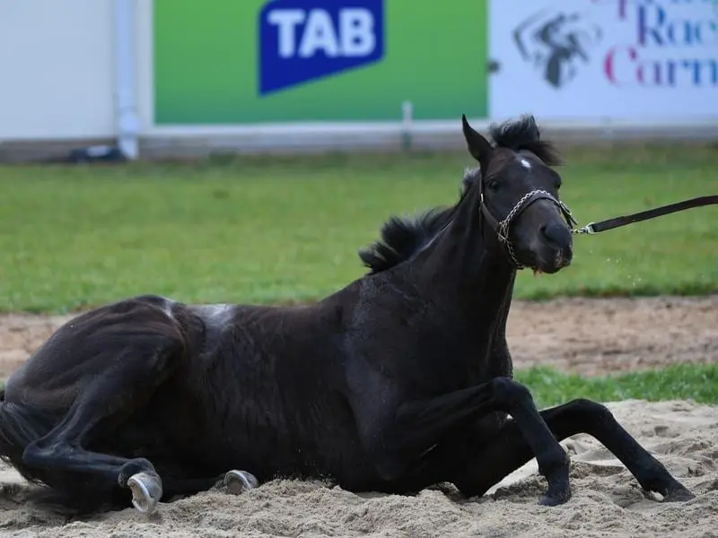 The Cliffsofmoher will bid to become Irish trainer Aidan O'Brien's first Caulfield Cup winner. The Cliffsofmoher.