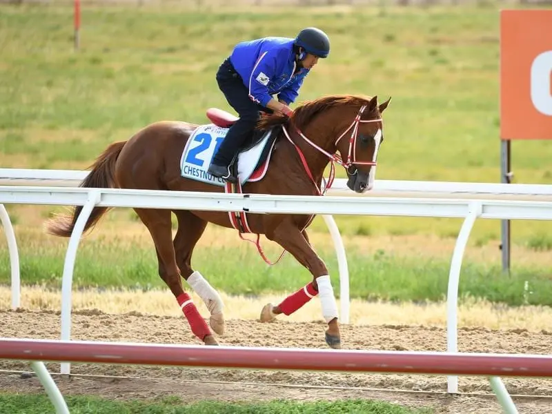 Chestnut Coat is one of two Japanese-trained runners in the $5 million Caulfield Cup. Chestnut Coat.