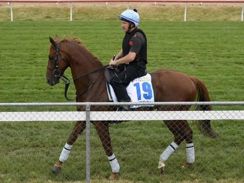 English horse Red Verdon will be out to give trainer Ed Dunlop an overdue win in Australia. red verdon
