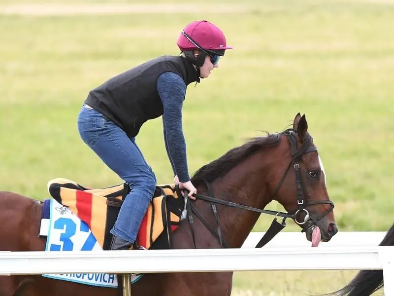 Rostropovich gallops at Werribee.