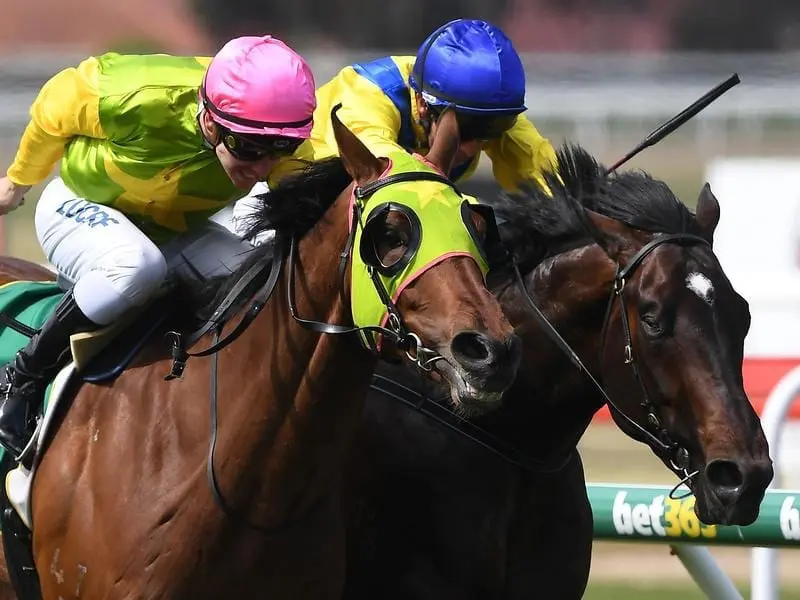 Home Ground (left) has entered Victoria Derby calculations with his hard-fought Geelong Classic win. Home Ground.