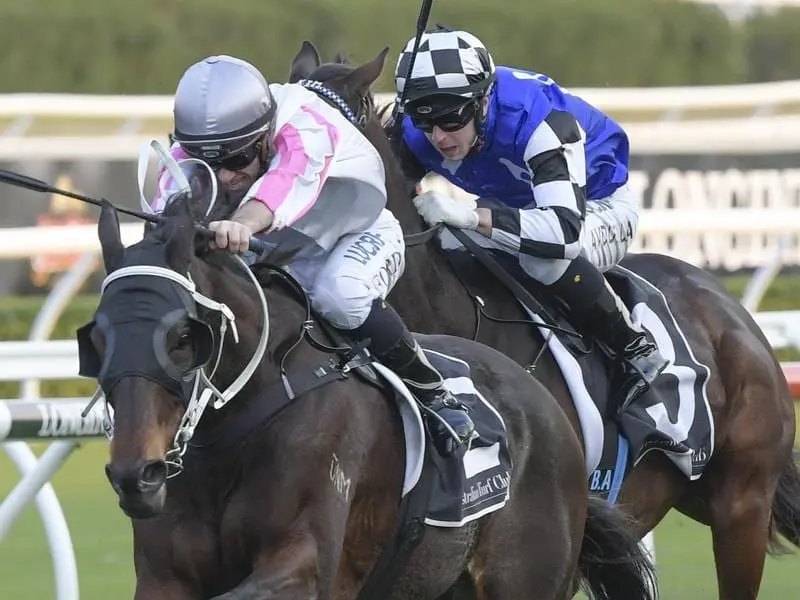 Veteran Destiny's Kiss lines up at Randwick chasing back-to-back City Tattersalls Cup wins. destiny's kiss