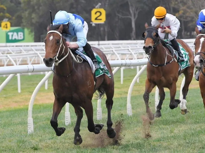 The diminutive Tarka (l) is primed for his biggest win in the Spring Champion Stakes at Randwick. tarka