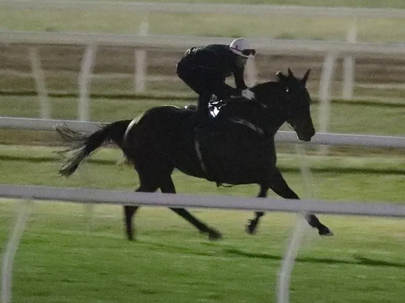 Hugh Bowman rides champion Winx in her final hit-out before the Group One Turnbull Stakes. winx