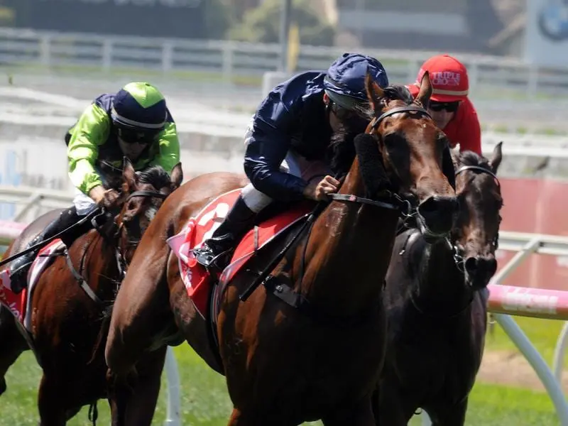 Co-trainer Ben Hayes rates Long Leaf as a strong each-way chance in the Coolmore Stud Stakes. Long Leaf winning as a two-year-old.