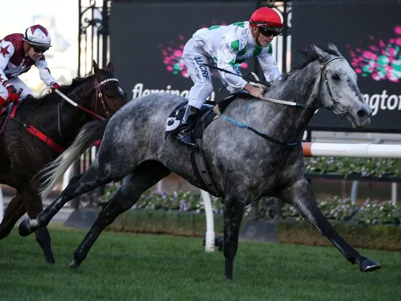 Sprinter Rocket Tommy will wear blinkers when he return to Flemington with Jarrod Fry again to ride. rocket tommy