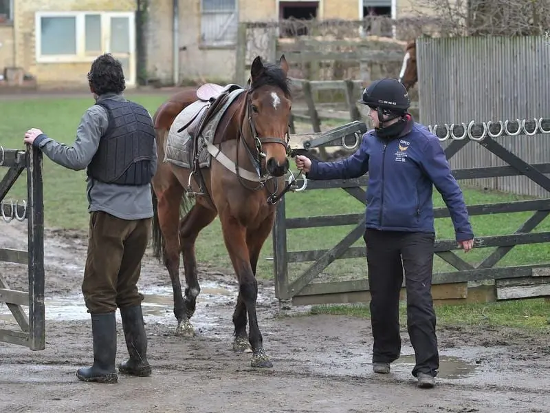 A horse and trainers