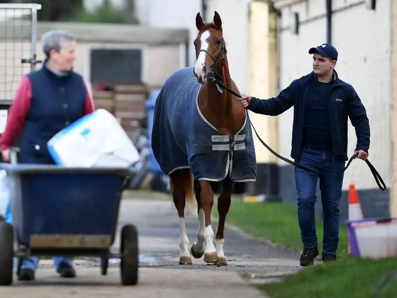 A horse and trainer