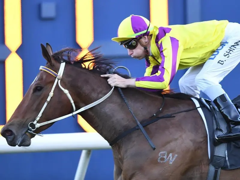 Super Too is ready to put a forgettable spring behind her when she resumes at Warwick Farm. Super Too.