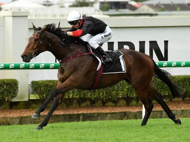 Doomben winner Quilista is set to go under the hammer at the Magic Millions National Broodmare Sale. Quilista.