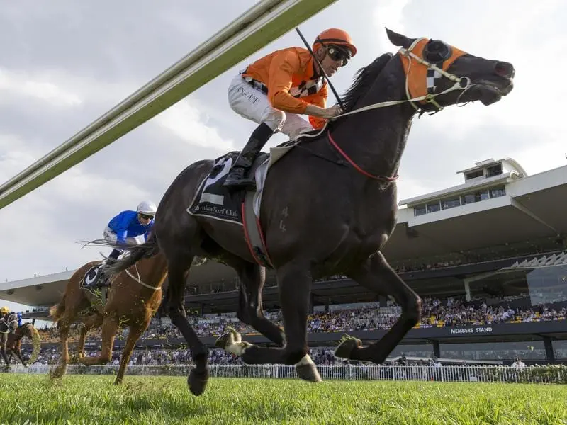 Dual Group One winner Ace High is to stand at Rich Hill Stud in New Zealand. ace high