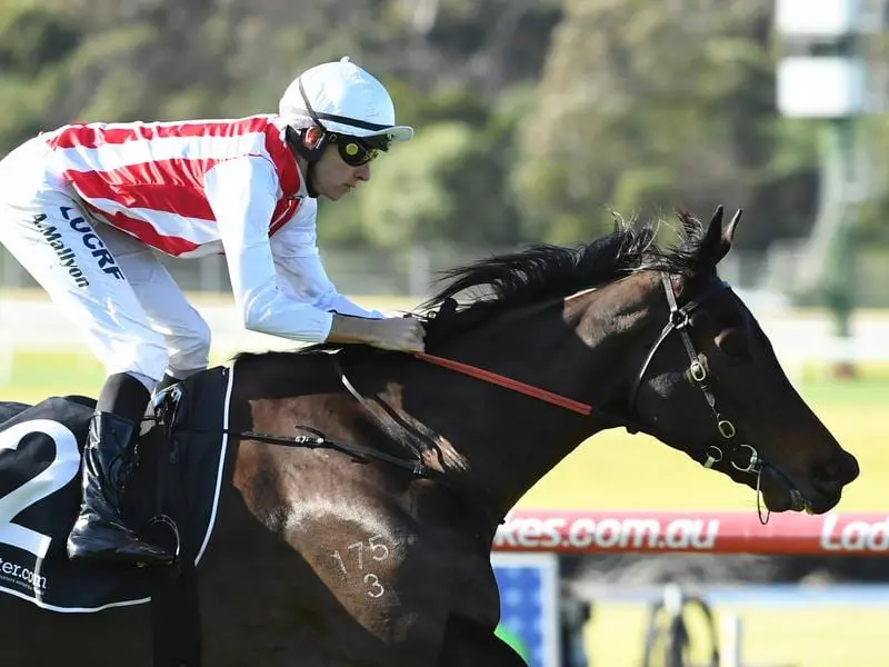 Our Libretto will be given her chance at 3000 metres in the Tattersall's Cup at Eagle Farm. our libretto