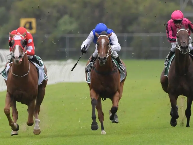 randwick preview