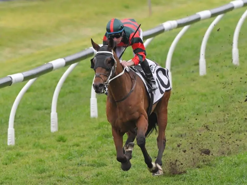 Wu Gok has ploughed through the Rosehill mud to win the Premier's Cup.