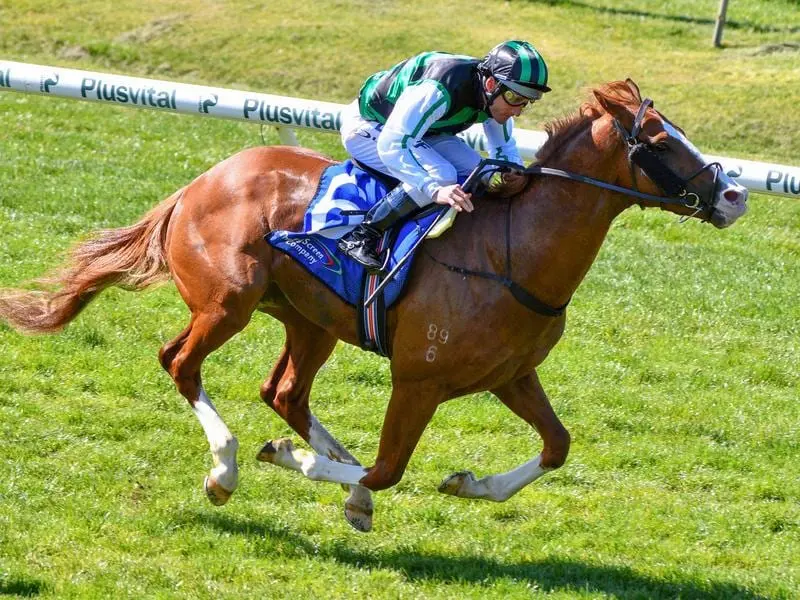 Serious Liaison wins at Bendigo.