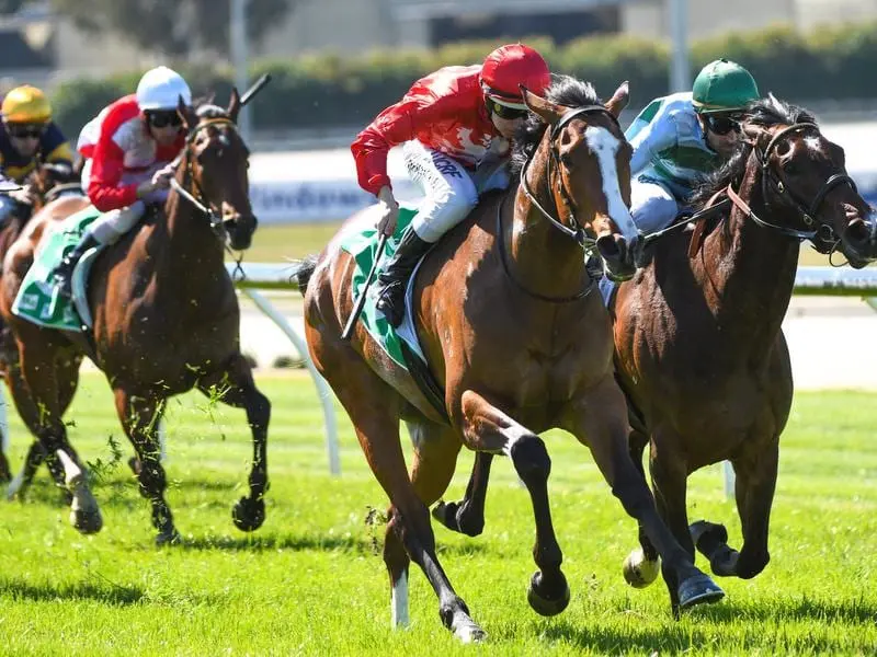 Stay Gold (pictured) has won at Cranbourne ahead of her older sibling Iconoclasm's Group One bid. Stay Gold wins at Cranbourne.