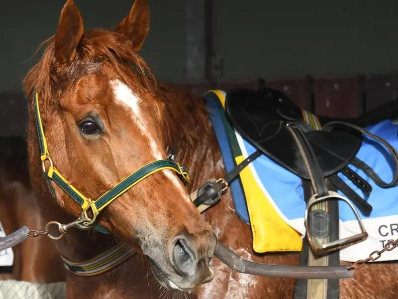 Gailo Chop will resume in the Makybe Diva Stakes.