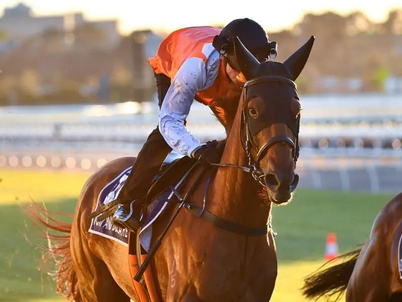 The Danny O'Brien-trained Vow And Declare has galloped at Flemington ahead of the Melbourne Cup. vow and declare