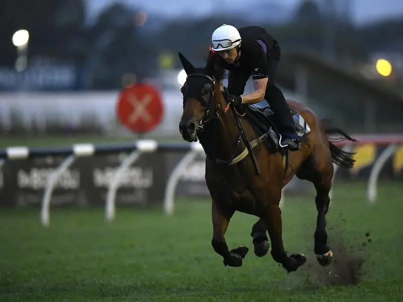 Arcadia Queen in a Rosehill track gallop.