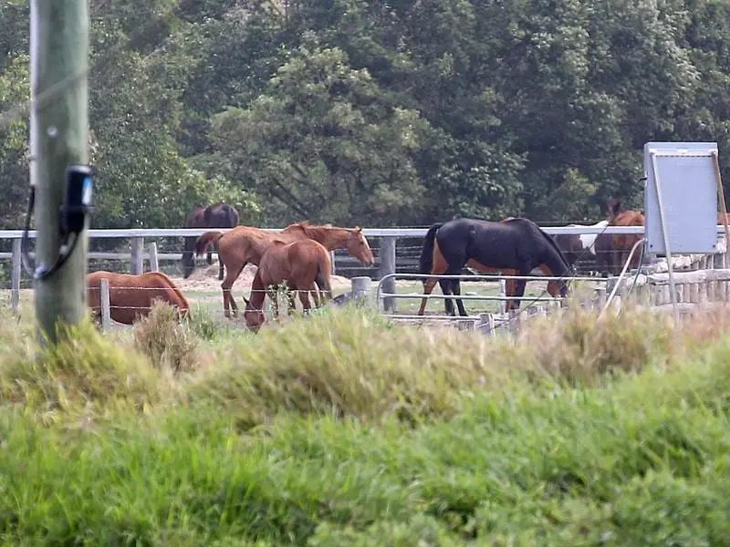 Horses in the grounds of tthe Meramist Abattoir in Caboolture,.