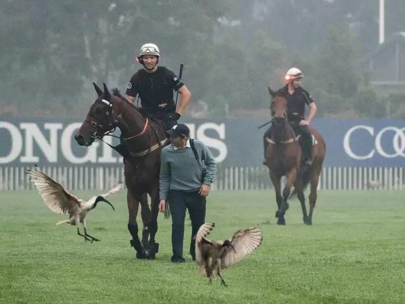 Trainer Chris Waller refuses to split Arcadia Queen (front) and Kolding (rear) in the Golden Eagle. arcadia queen (fr)