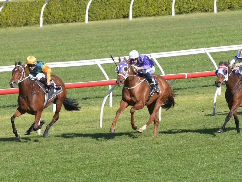 Three horses on the track at Randwick Racecourse in Sydney.