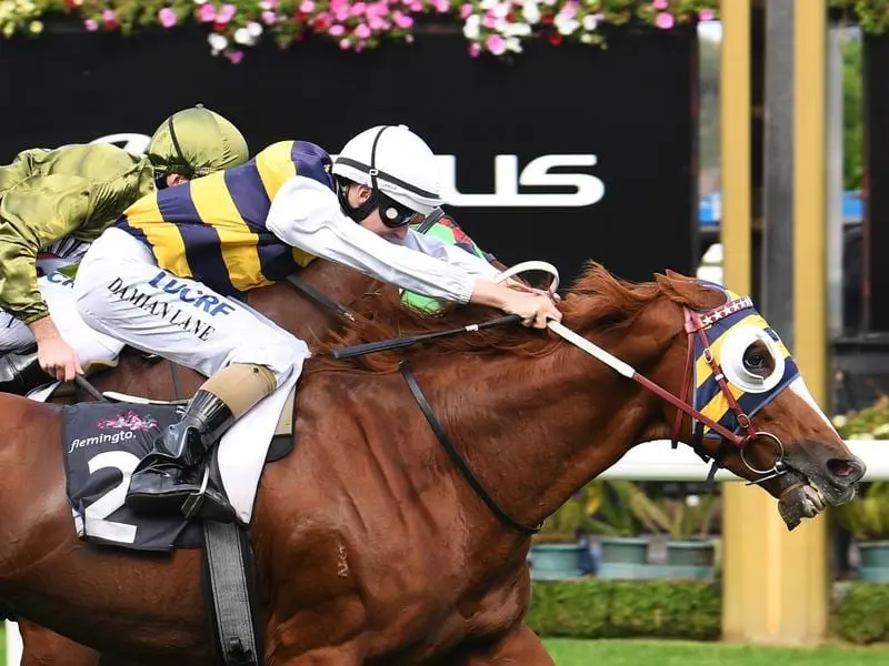 Gallic Chieftain will contest the St Leger Stakes at Randwick.