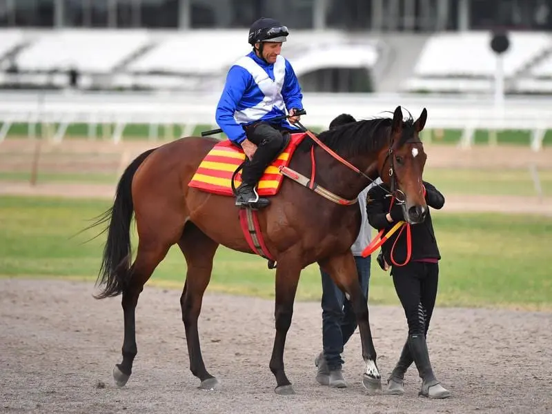 Damien Oliver has given the Anthony Cummings-trained Libertini the thumbs-up for the Coolmore. libertini