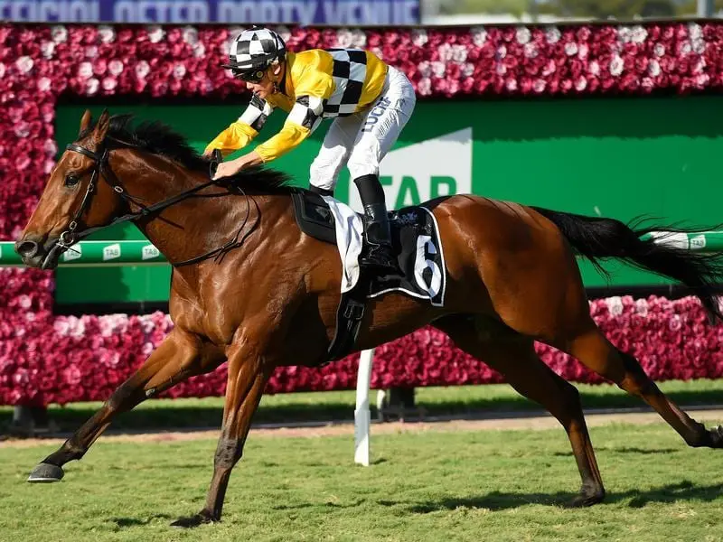 Tambo's Mate will have his potential tested in the Listed Keith Noud Quality at Doomben. Tambo's Mate.