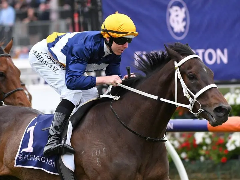 South Australian Derby placegetter Savvy Oak has returned to winning form at Flemington. Savvy Oak wins at Flemington.
